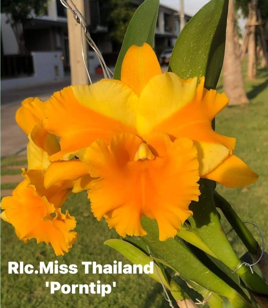 Rls Miss Thailand 'Porntip' Near blooming size Cattleya orchid clone. Beautiful