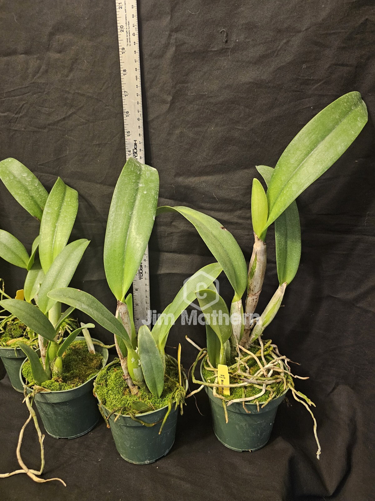 Rlc Momilani Rainbow 'Waldor' Bloomimg Size Beautiful Cattleya Clone...