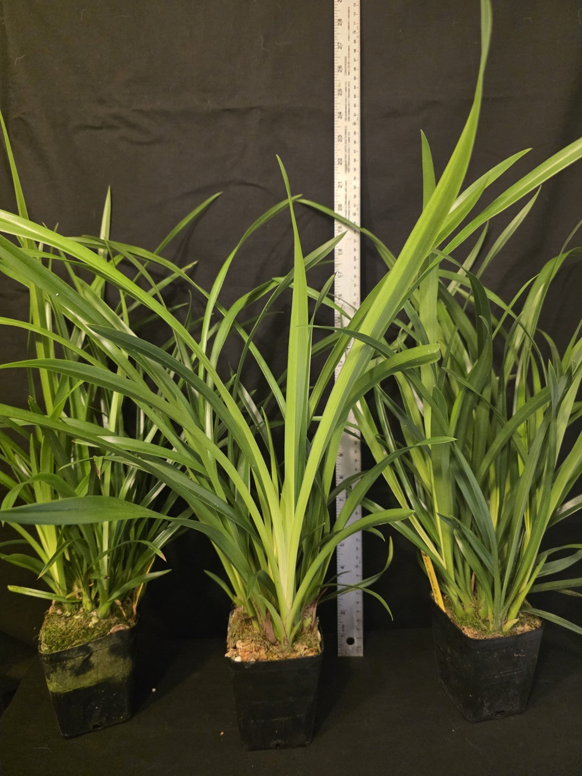 Cymbidium Golden Elf 'Sundust' Warm Tolerant Bloomimg Size Cymbidium Orchid...