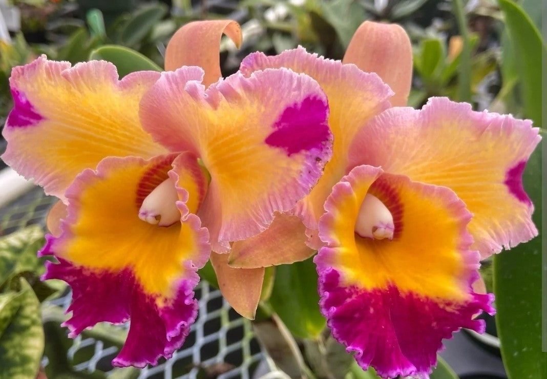 Rlc Dick Smith 'Paradise' seedling size cattleya orchid clone. Fragrant peloric.