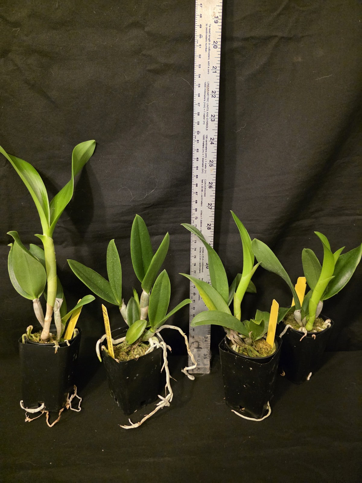 Pcv Key Lime Stars x Cattleya violacea. Blooming size brassavola orchid hybrid.