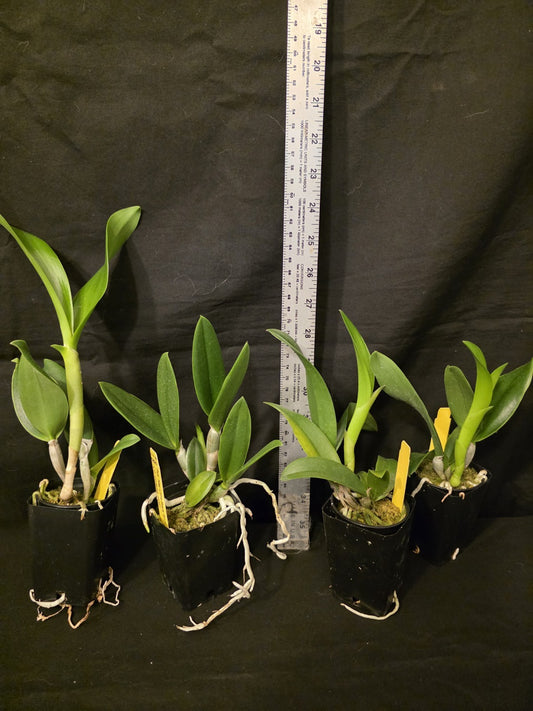 Pcv Key Lime Stars x Cattleya violacea. Blooming size brassavola orchid hybrid.