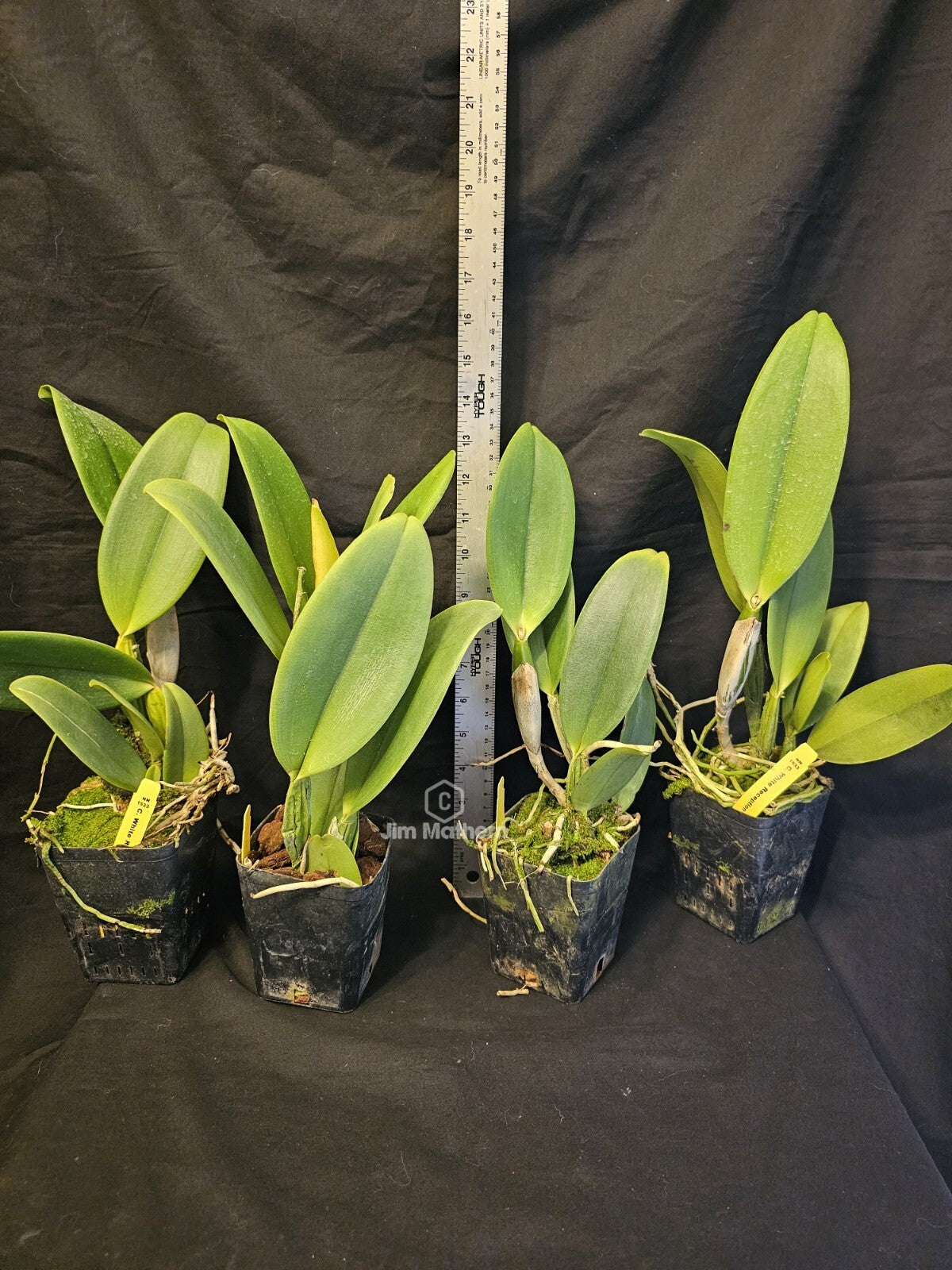 Rlc White Reception 'NN' Blooming Size Cattleya Orchid Clone Fragrant