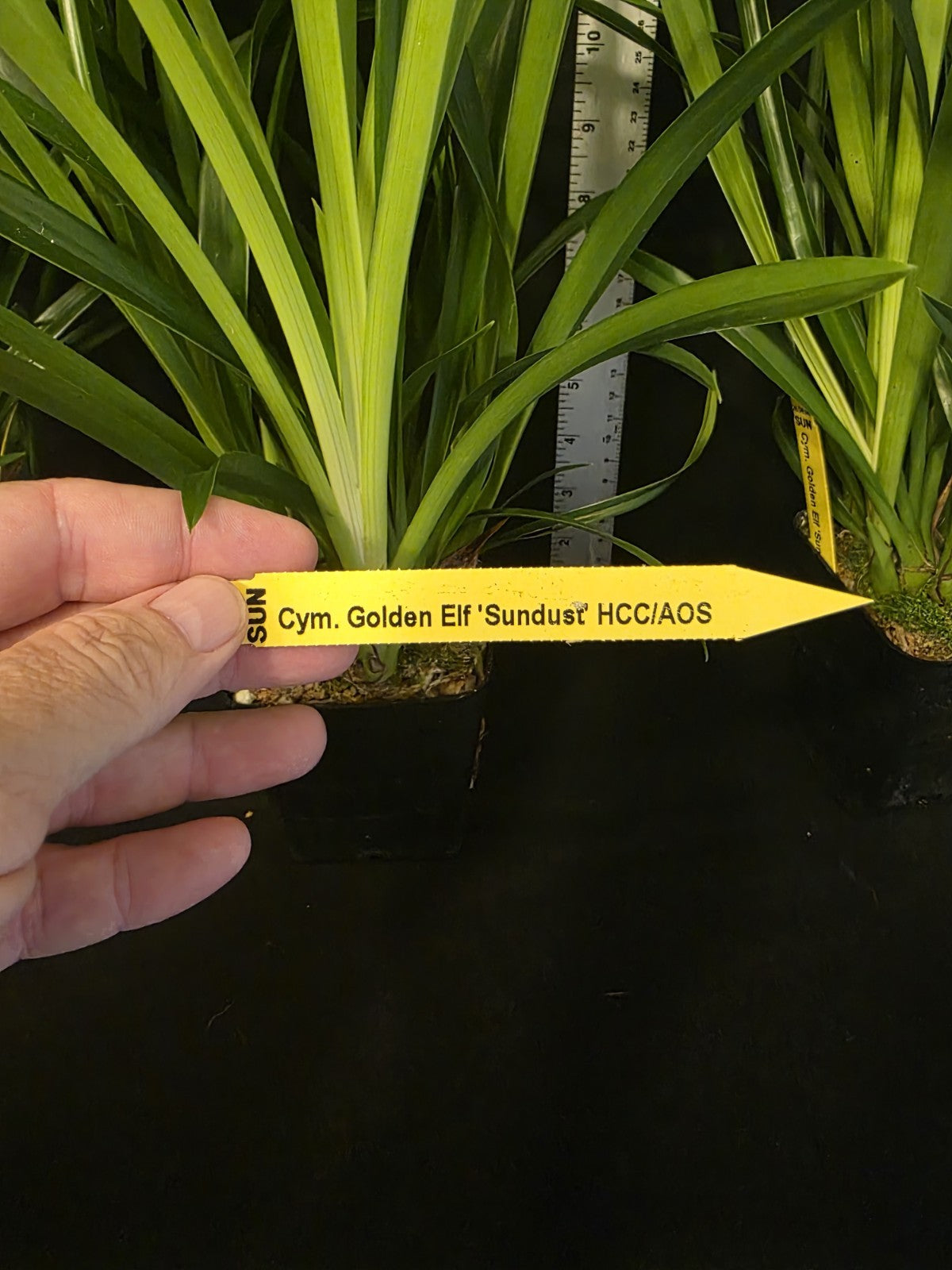 Cymbidium Golden Elf 'Sundust' Warm Tolerant Bloomimg Size Cymbidium Orchid...