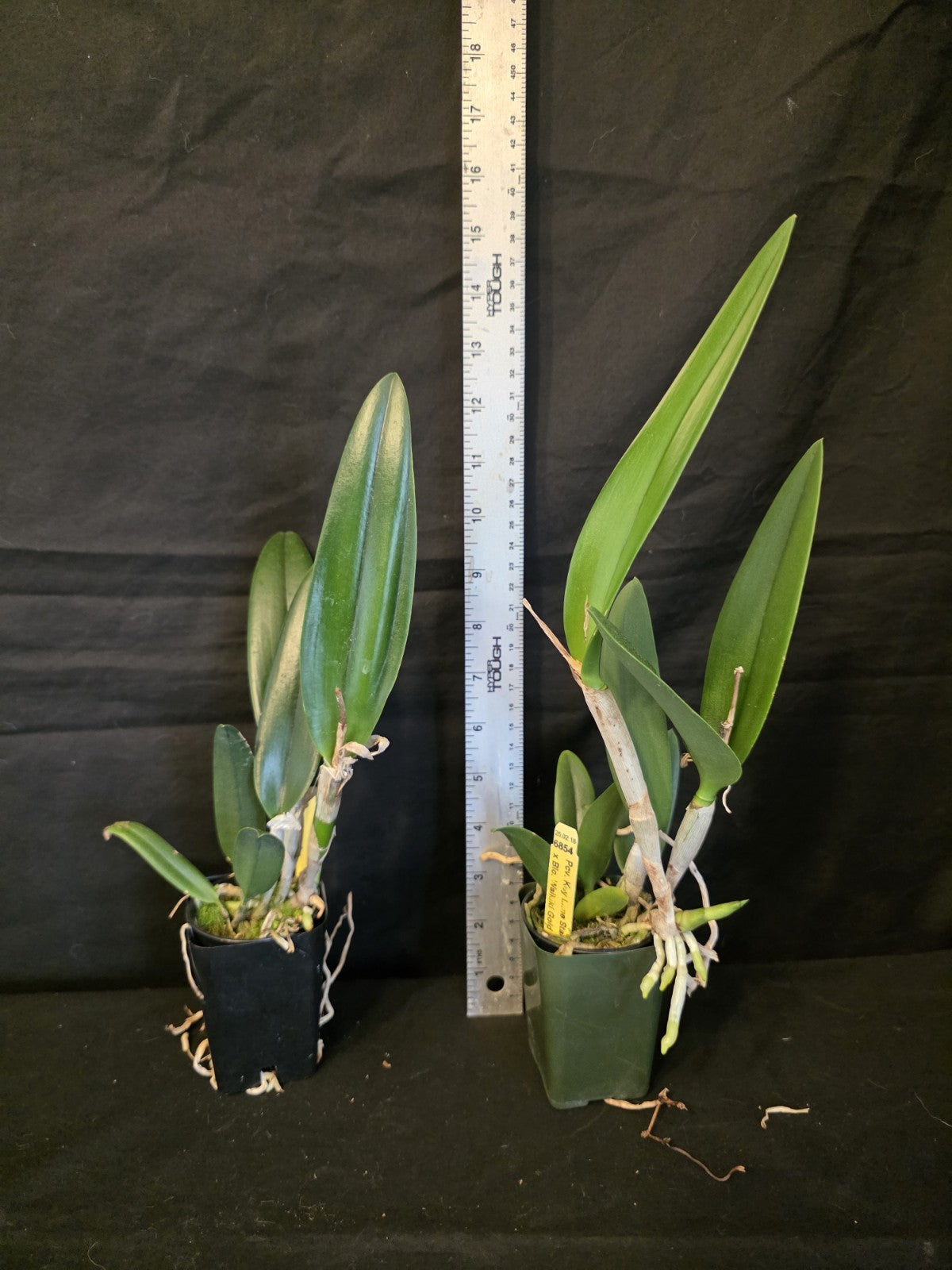 Pcv.Key Lime Stars X Waikiki Gold. Blooming Size Brassavola Orchid Hybrid