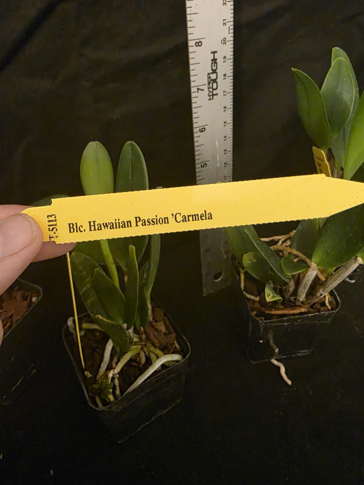 Rlc Hawaiian Passion 'Carmela' Seedling Size Cattleya Clone Fragrant