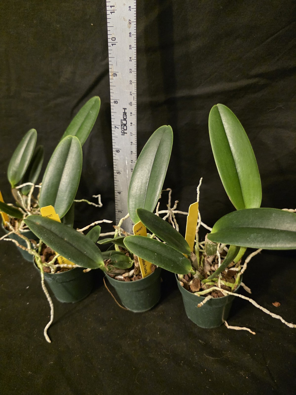 Pot Jerry Rehfield 'Fuscia Paradise' seedling size cattleya orchid clones. BEAUT