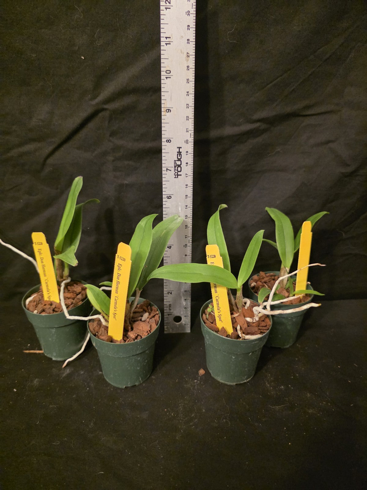 Eplc Don Herman 'Carmela Spots', seedling size Epicattleya orchid clone.