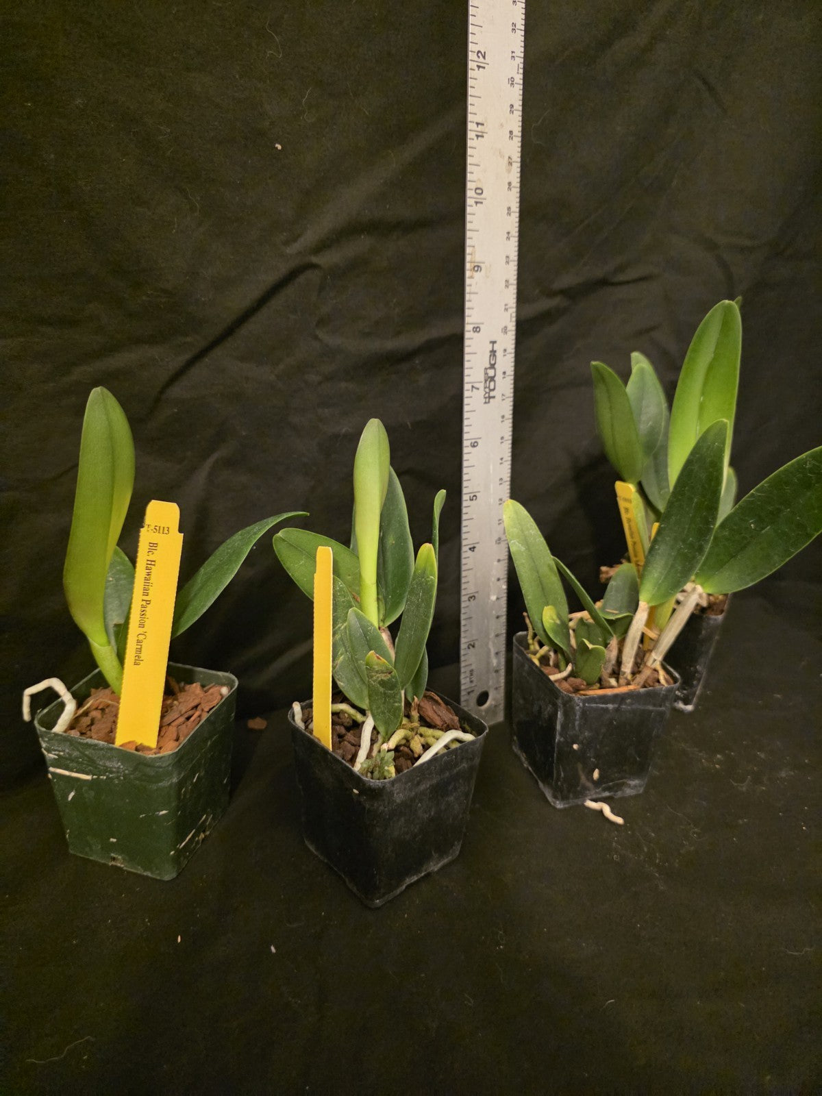 Rlc Hawaiian Passion 'Carmela' Seedling Size Cattleya Clone Fragrant