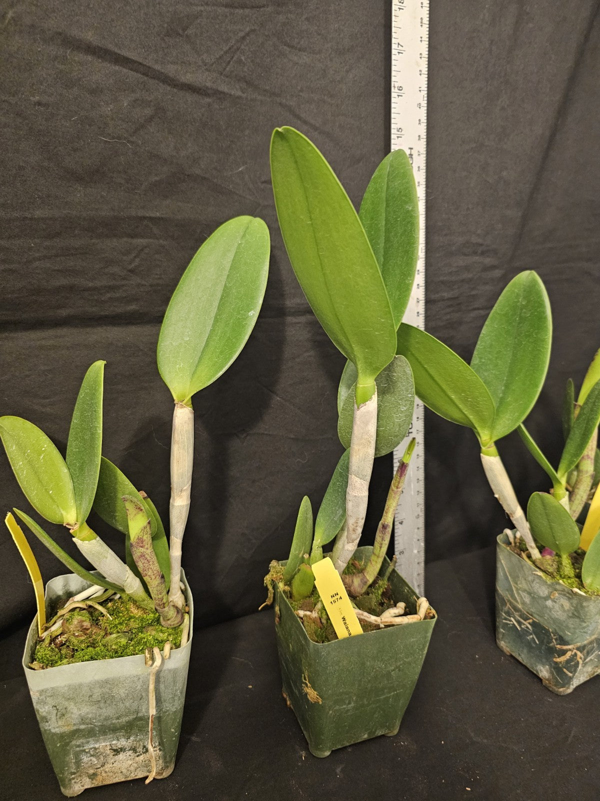 Cattleya Waianae Leopard 'Ching Hua 4" Pot Blooming Size Fragrant Clone