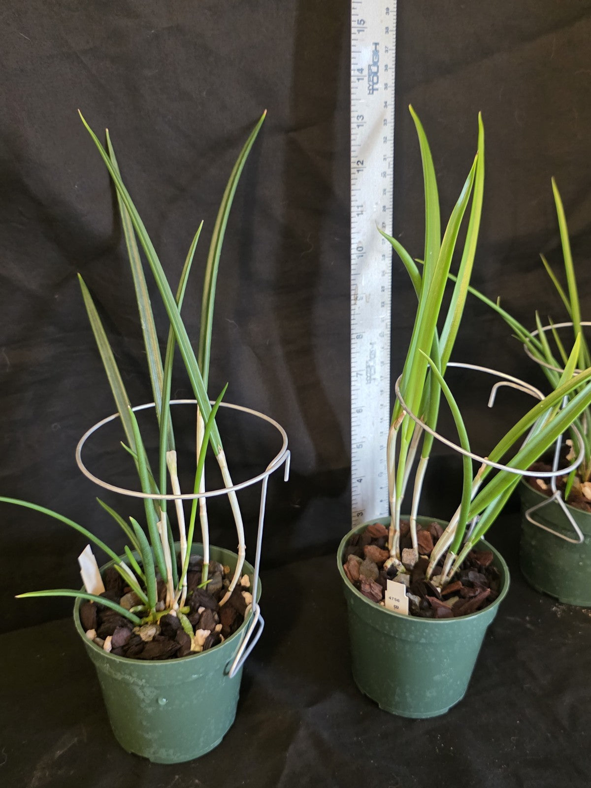 Brassavola Yaki Blooming size rare orchid.  4" Pot Hard To Find Hybrid