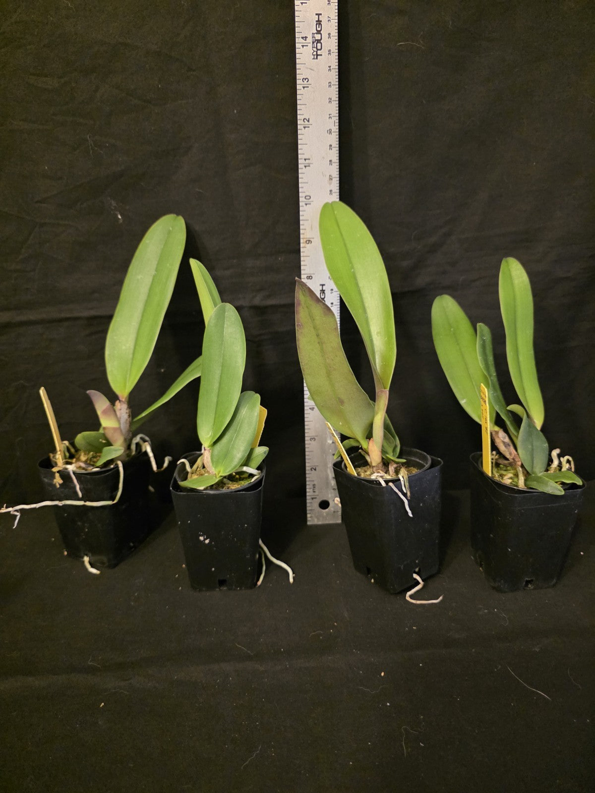 Cattleya rex '#2' x self near blooming size, highly sought after cattleya orchid