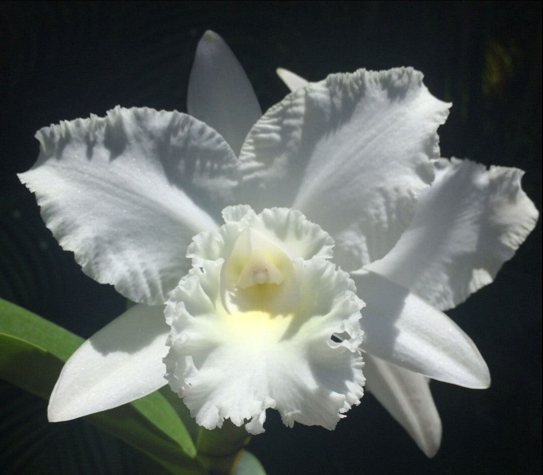 Rlc White Reception 'NN' Blooming Size Cattleya Orchid Clone Fragrant