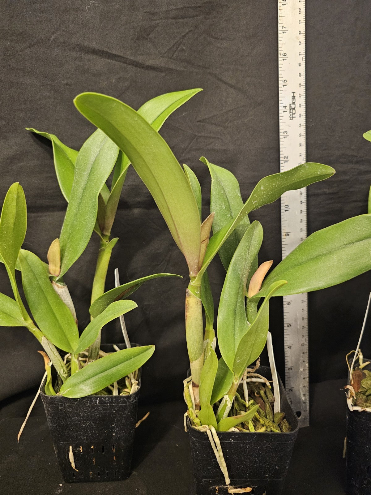 Rlc Lily Marie Almas 'MGR' NR Blooming size cattleya orchid clones. Beautiful...