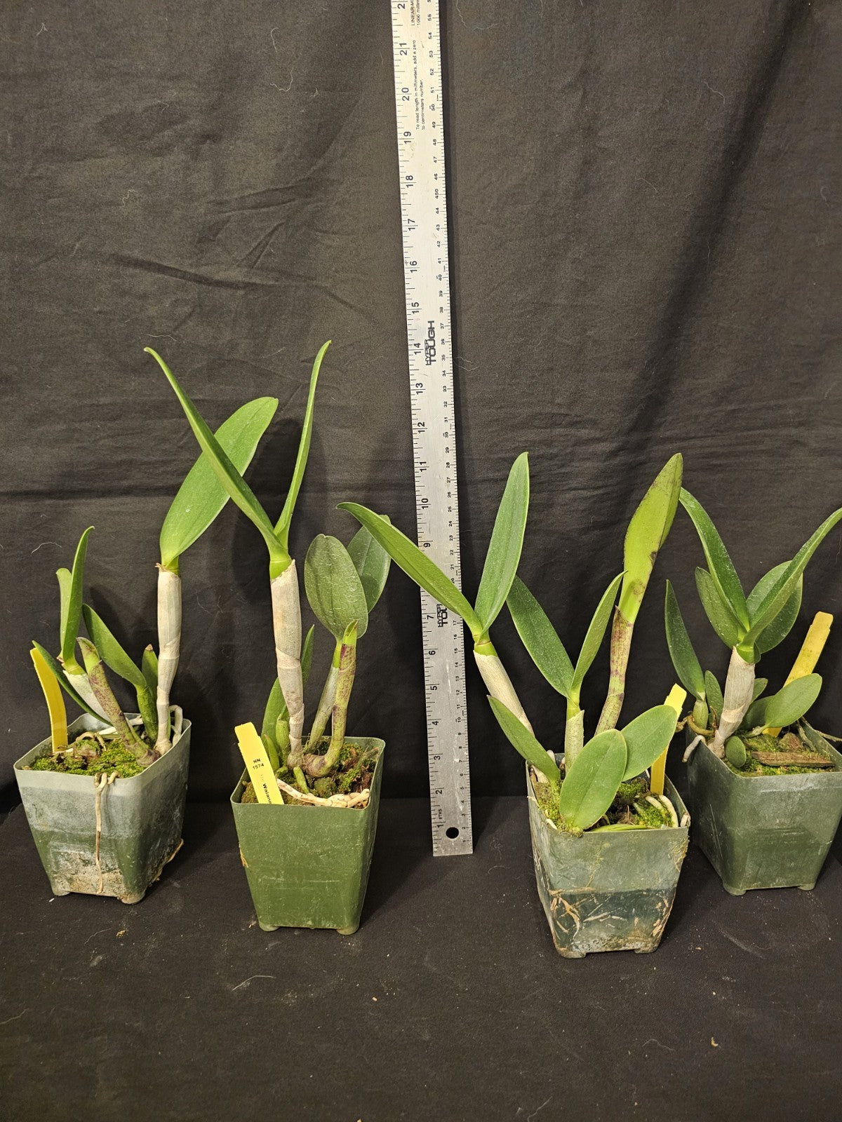 Cattleya Waianae Leopard 'Ching Hua 4" Pot Blooming Size Fragrant Clone