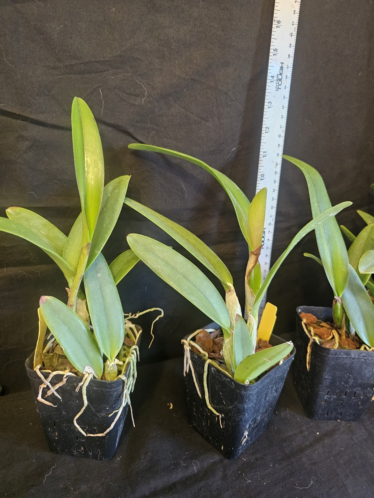 Rlc Hawaii Island Treat '#50' NEAR BLOOMING SIZE cattleya Clone
