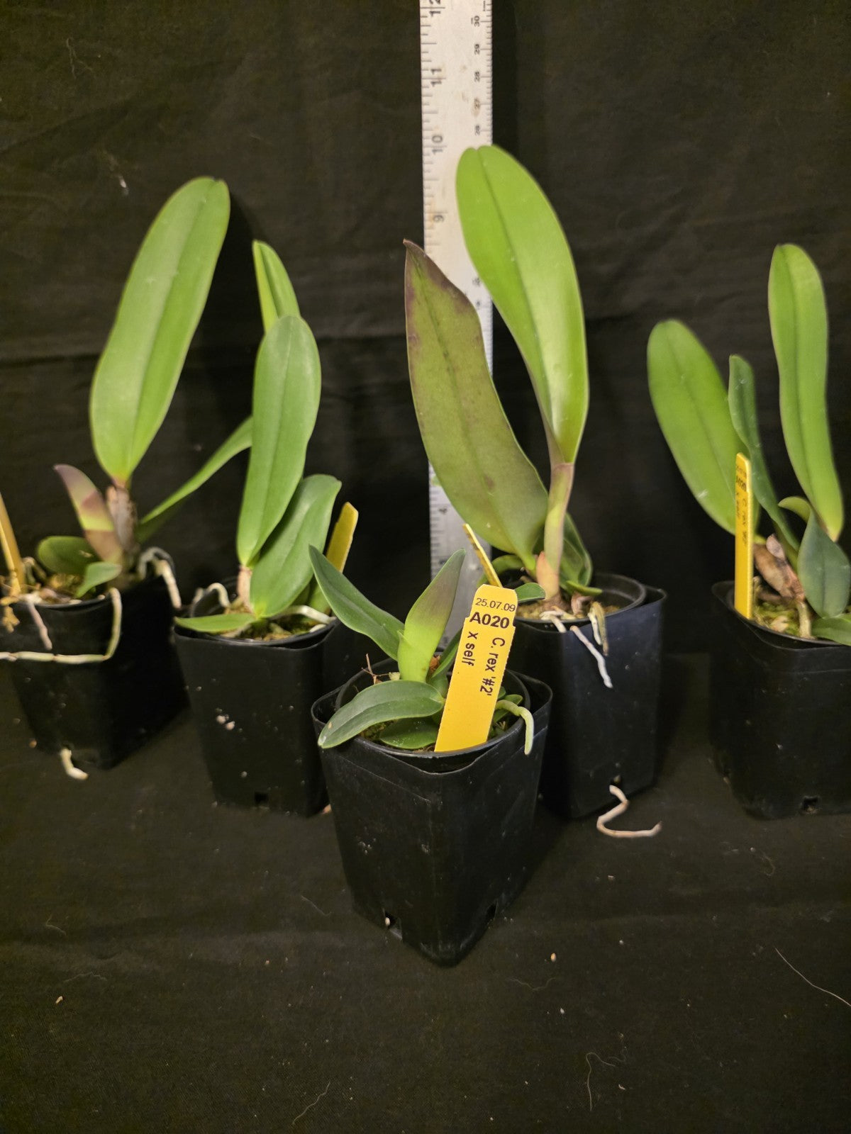 Cattleya rex '#2' x self near blooming size, highly sought after cattleya orchid
