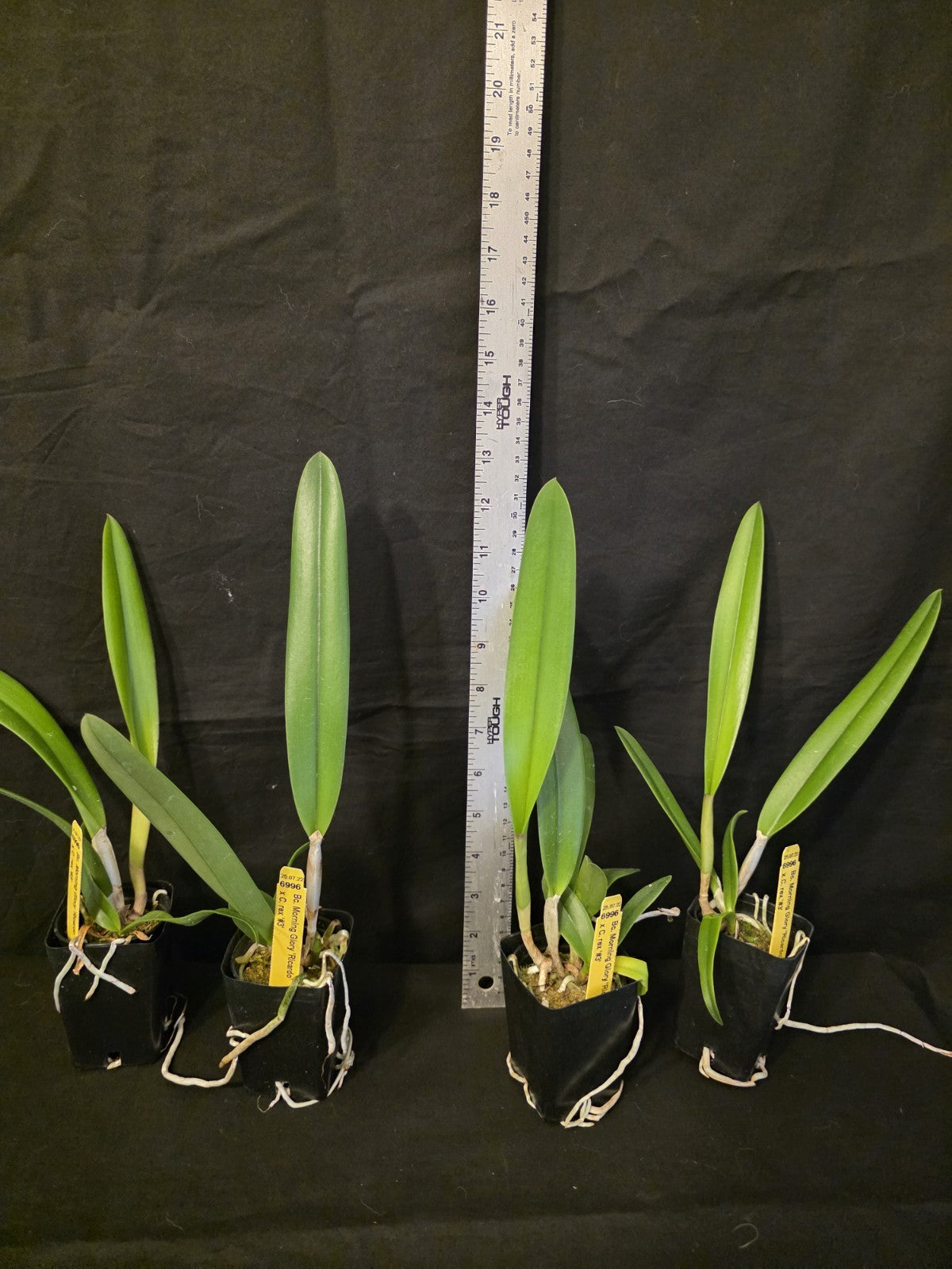 Bc Morning Glory X Cattleya rex. Blooming Size Cattleya Orchid Hybrid. Fragrant