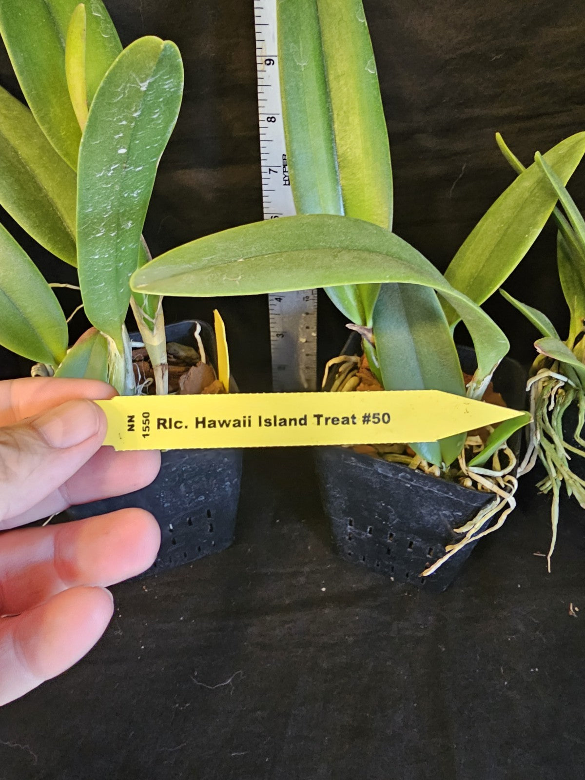 Rlc Hawaii Island Treat '#50' NEAR BLOOMING SIZE cattleya Clone