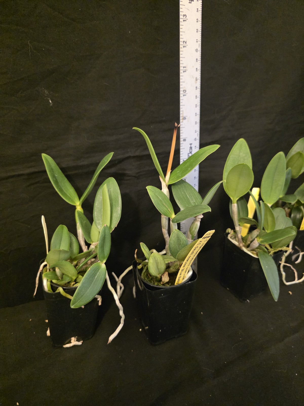 Cattleya intermedia v coerulea v aquinii x C.Gaudii v coerulea. Blooming size...