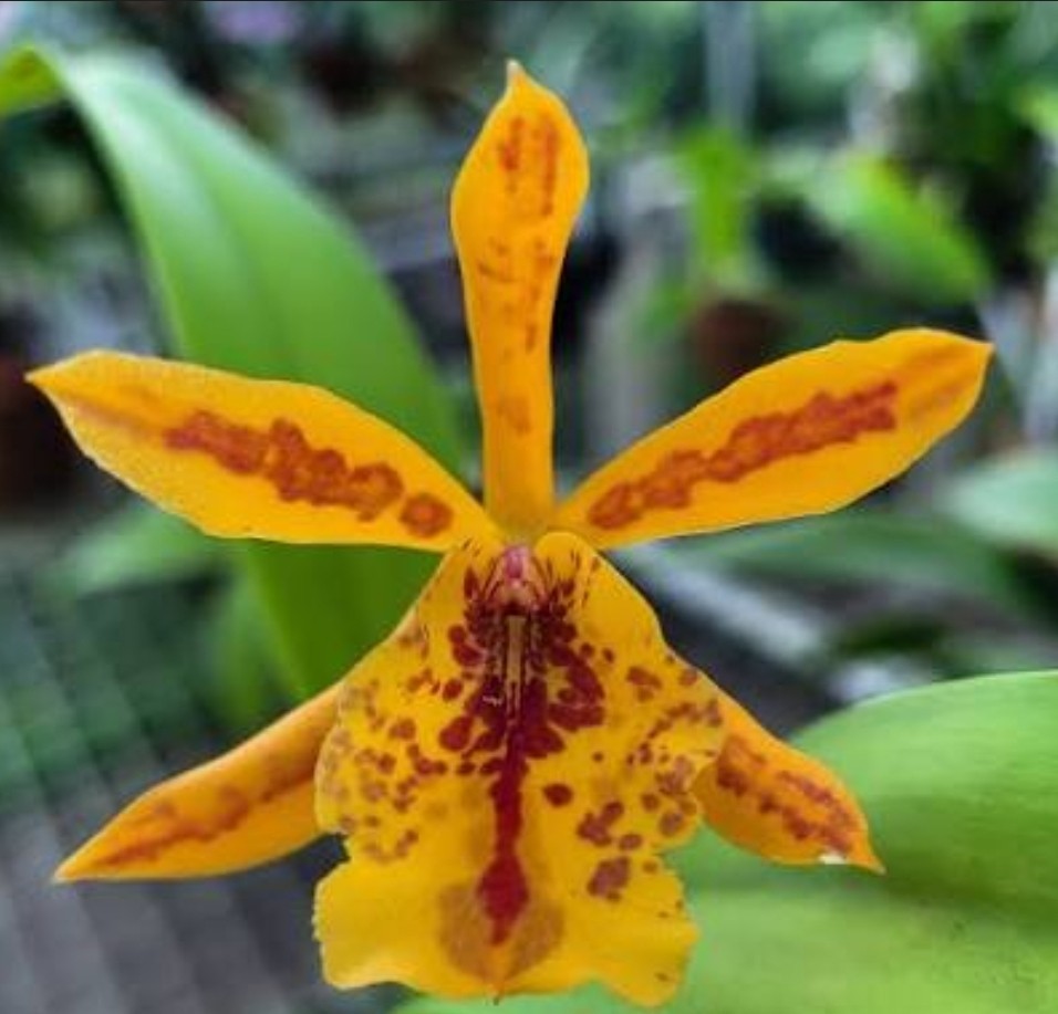 Eplc Don Herman 'Carmela Spots', seedling size Epicattleya orchid clone.