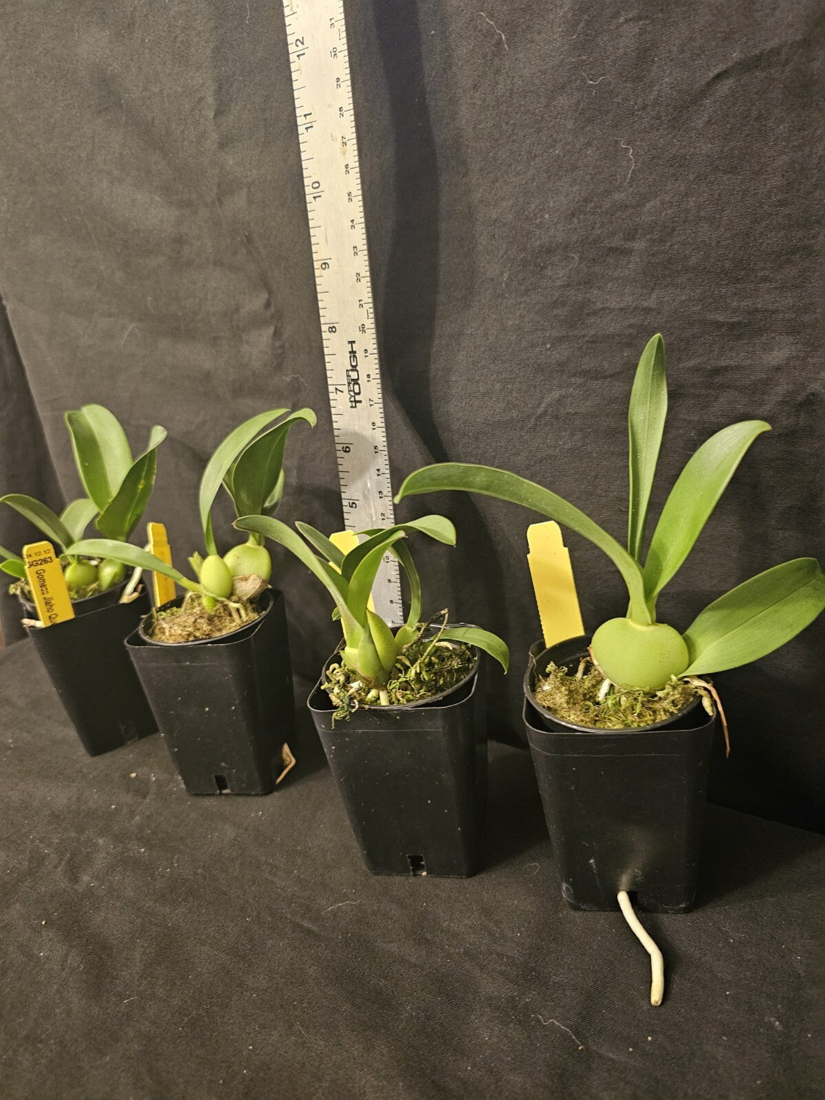Gomesa Jiaho Queen 'Jia Ho' FCC/AOS. Blooming size miniature oncidium type...