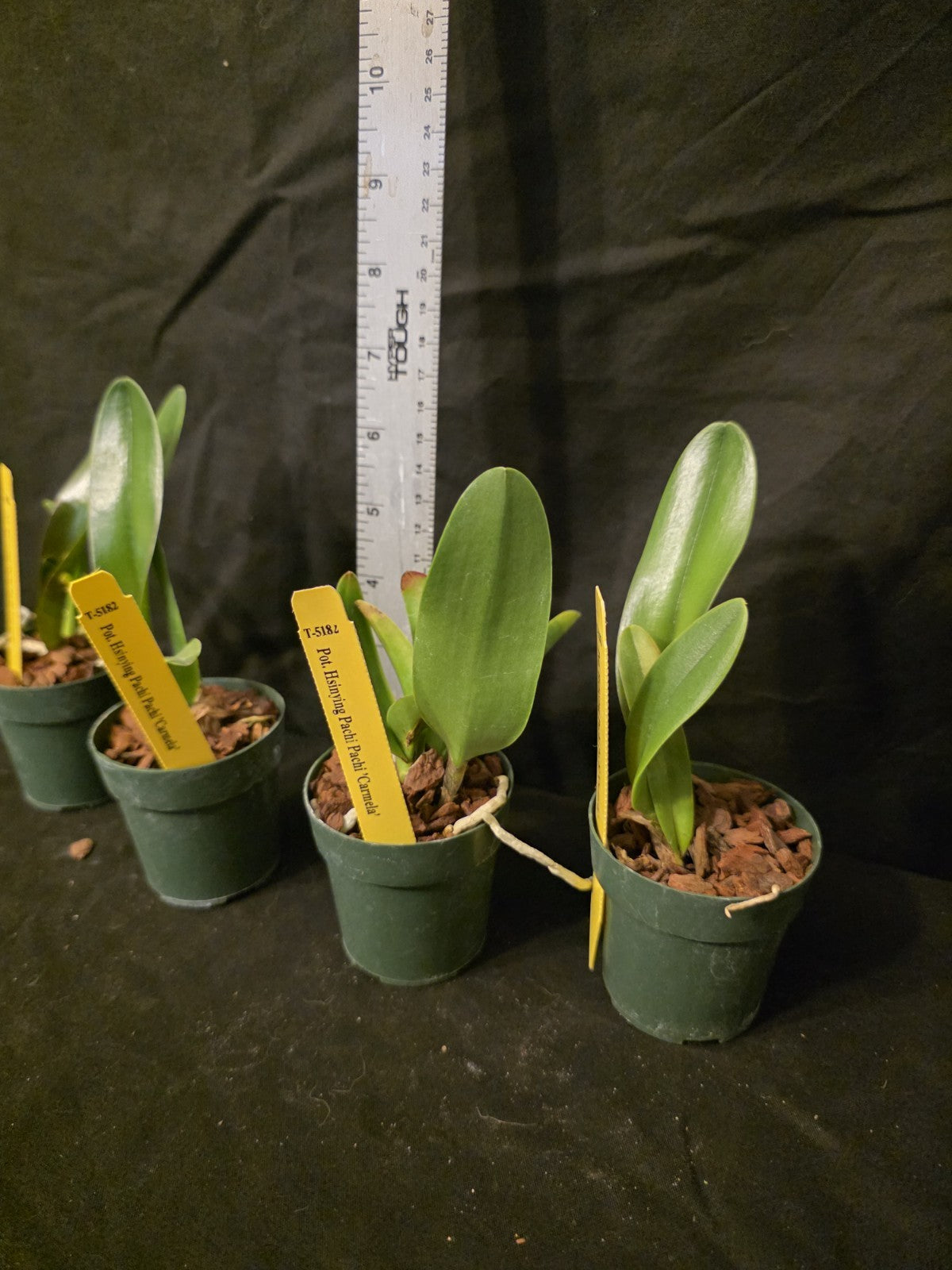Rlc Hsinying Pachi Pachi 'Carmela' seedling size cattleya orchid clones.