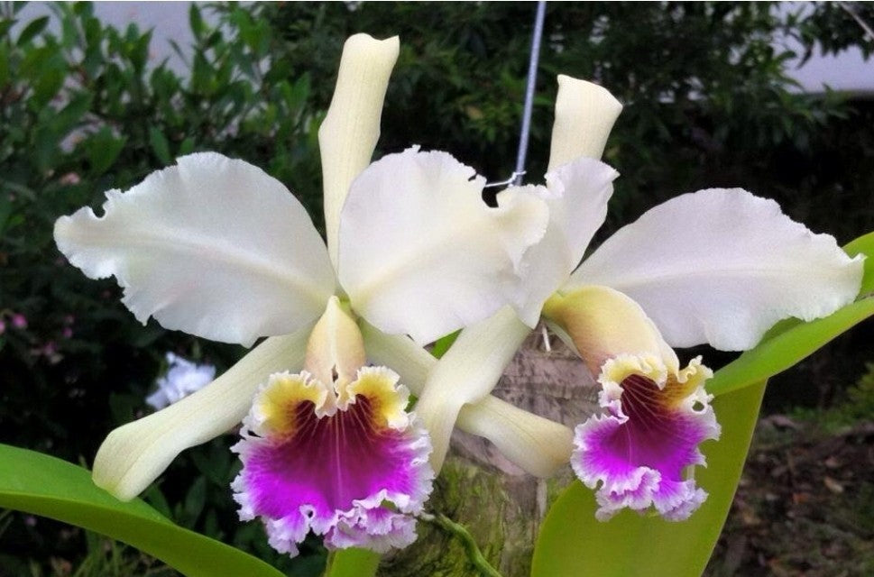 Cattleya rex '#2' x self near blooming size, highly sought after cattleya orchid