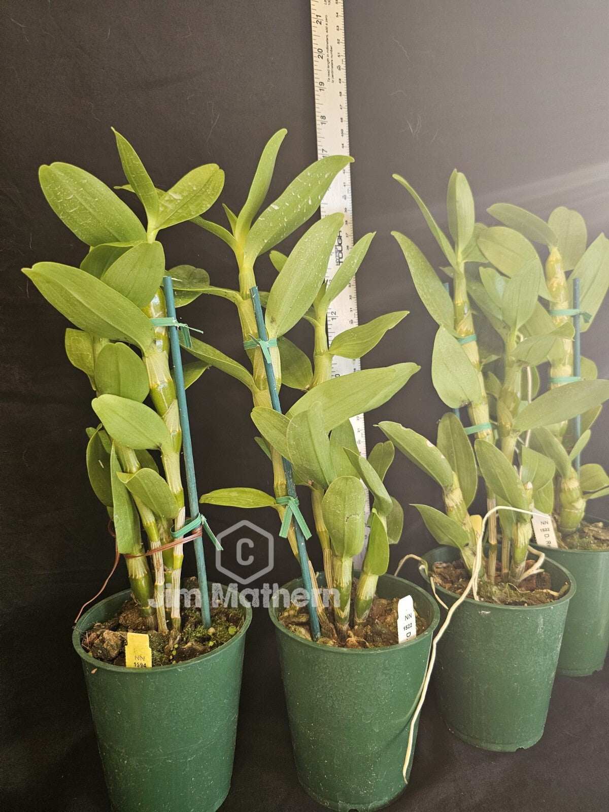 Dendrobium Red Emperor 'Prince' Blooming size Nobile Dendrobium Orchid Clone 4in