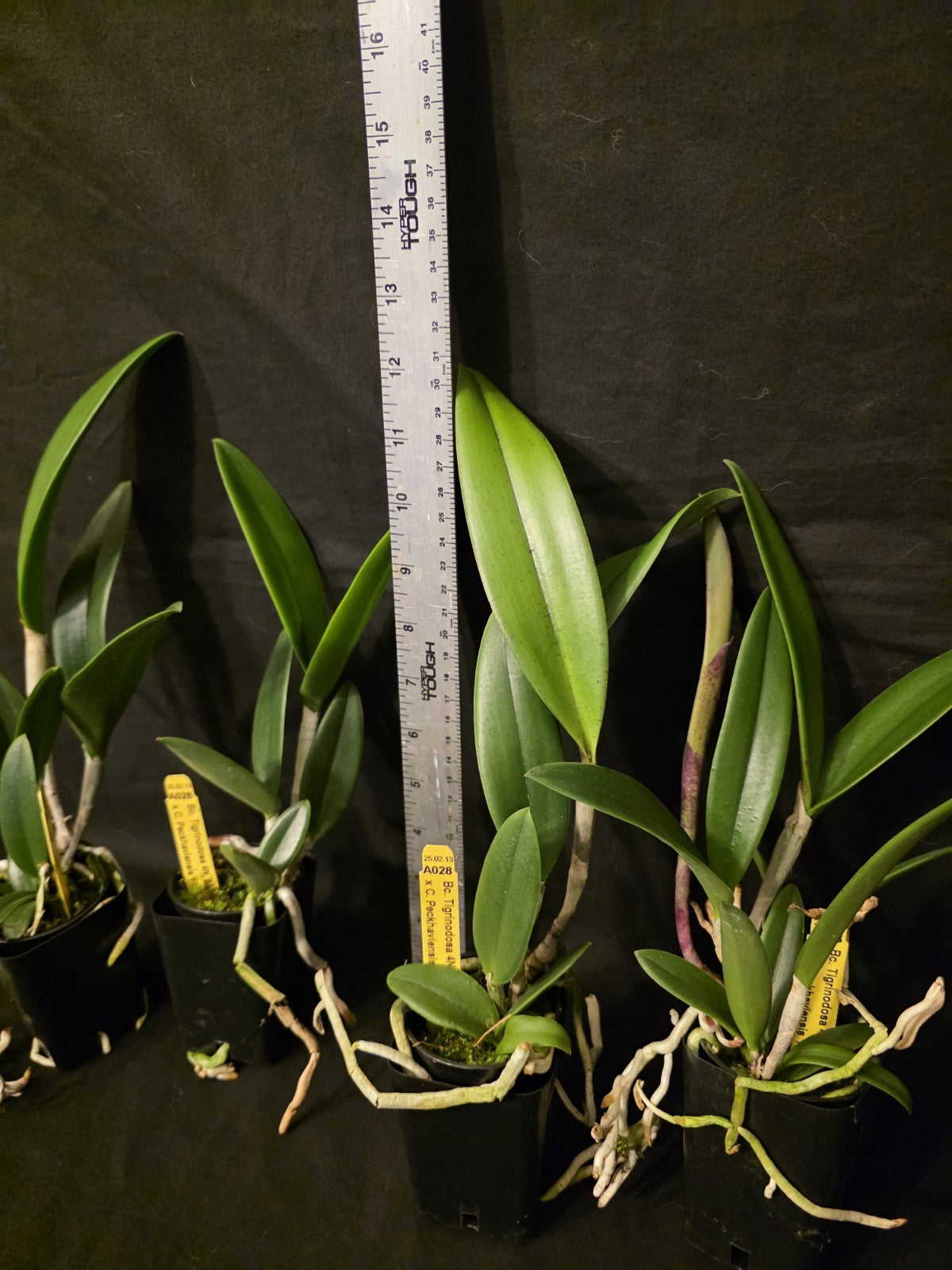 Bc Tigrinodosa 4N x C. Peckhaviensis 'HOF', blooming size brassavola 2.5" Pot