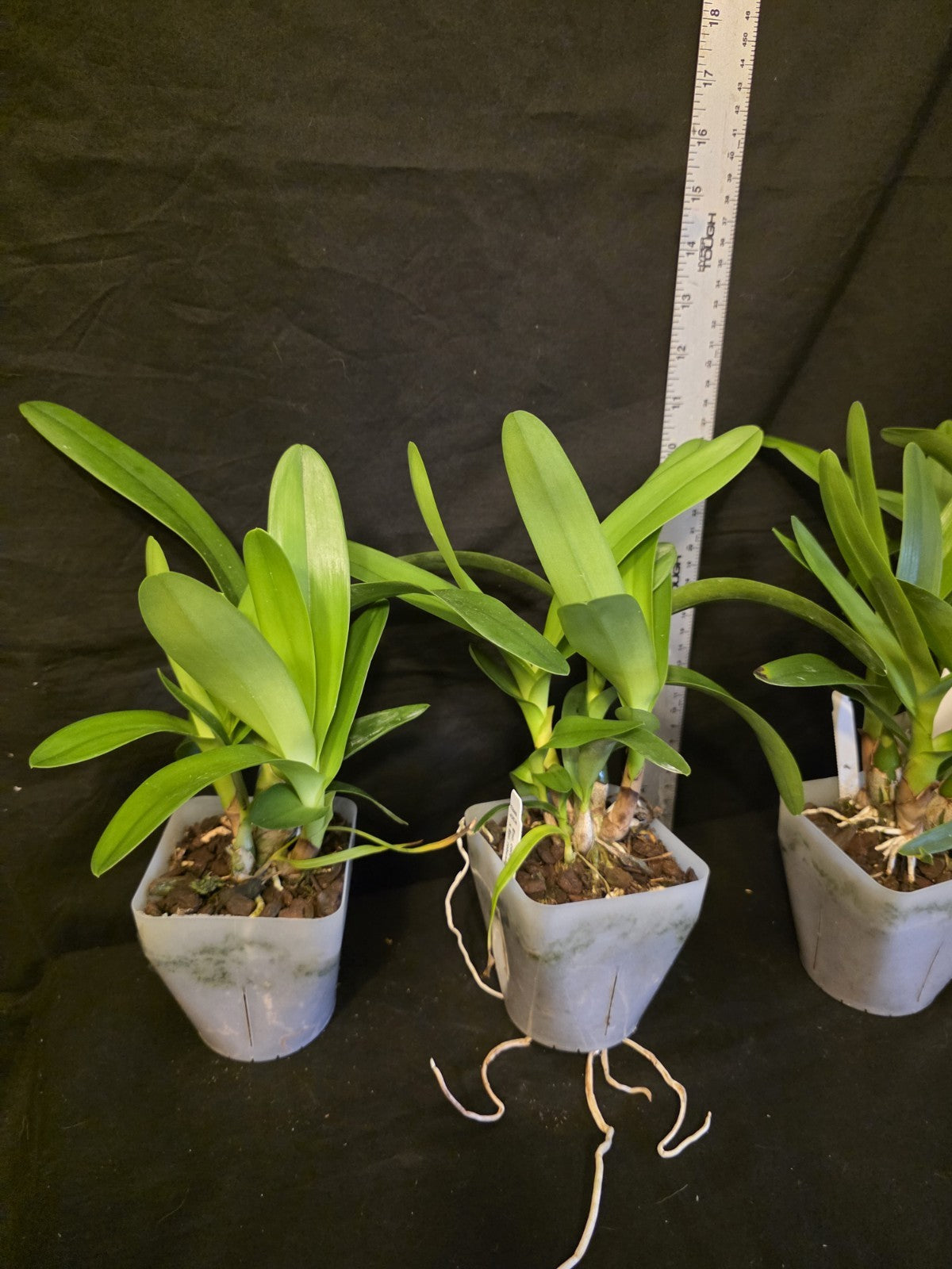 Encyclia cordigera v alba x Epi robustum, BS plants attractive fragrant blooms