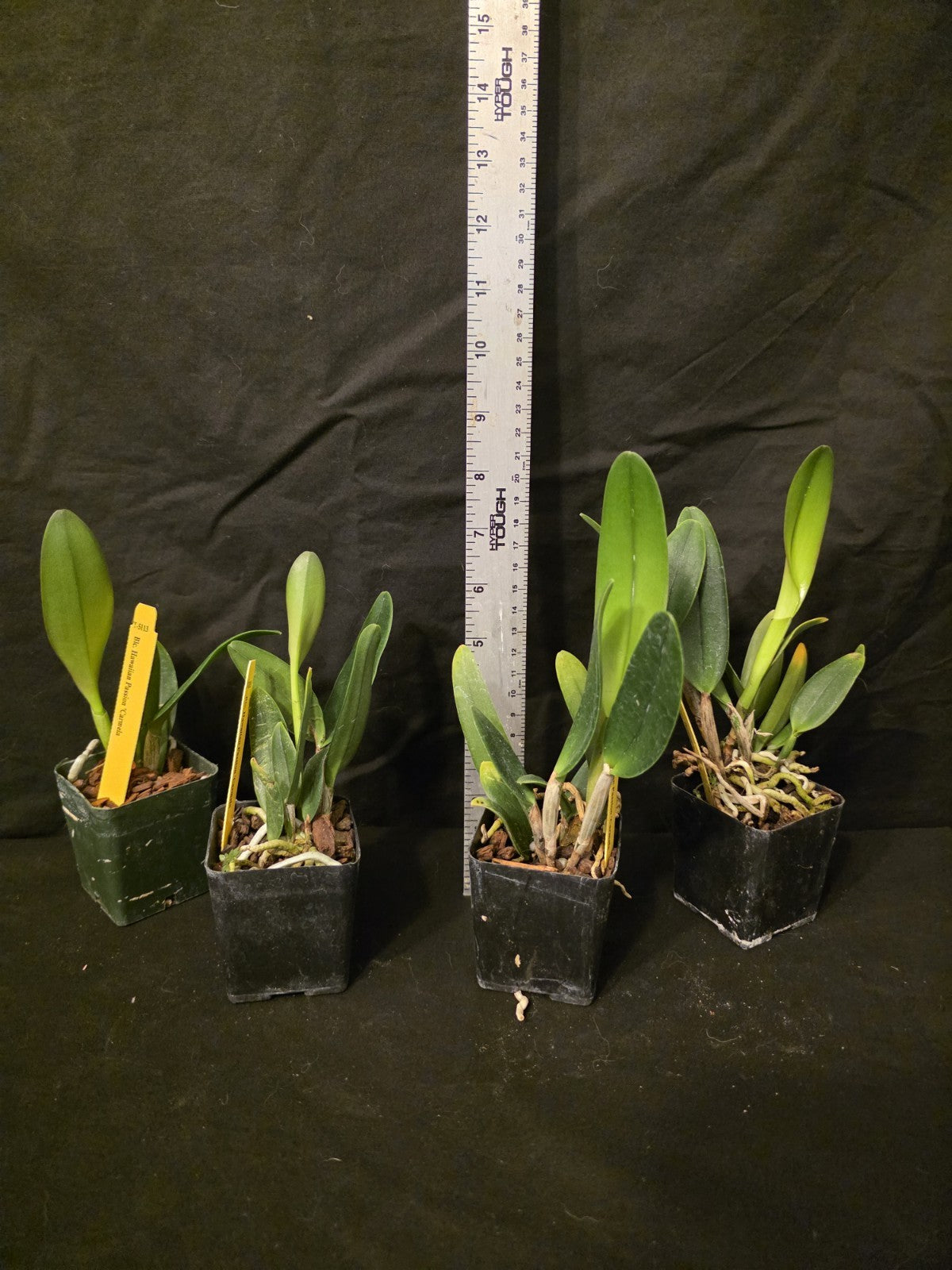 Rlc Hawaiian Passion 'Carmela' Seedling Size Cattleya Clone Fragrant