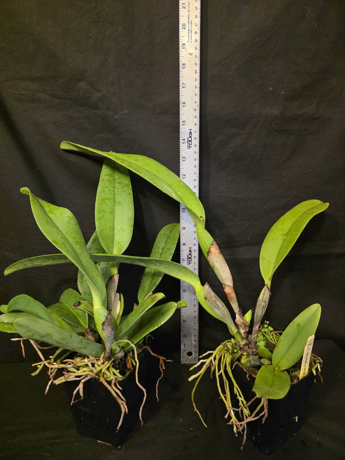 Cattleya dowiana Var Aurea 'Net Dream' LG Blooming Size Cattleya Orchid Species