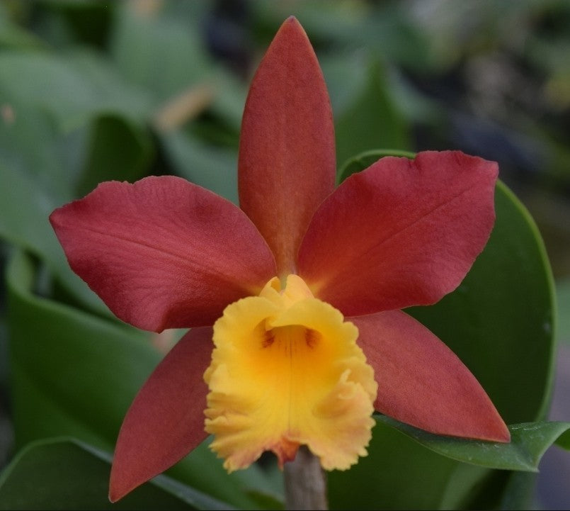 Rlc Lily Marie Almas 'MGR' NR Blooming size cattleya orchid clones. Beautiful...