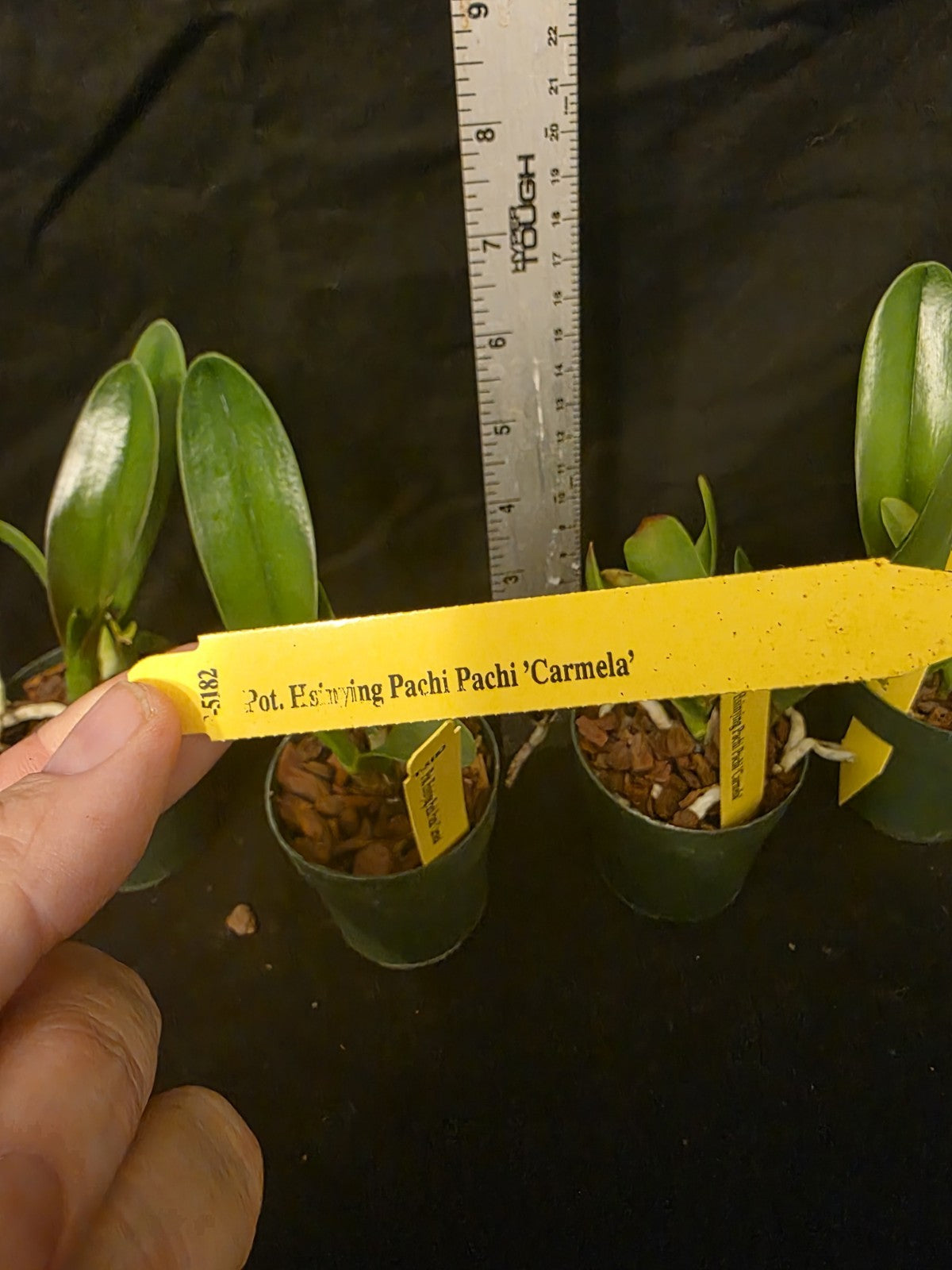 Rlc Hsinying Pachi Pachi 'Carmela' seedling size cattleya orchid clones.