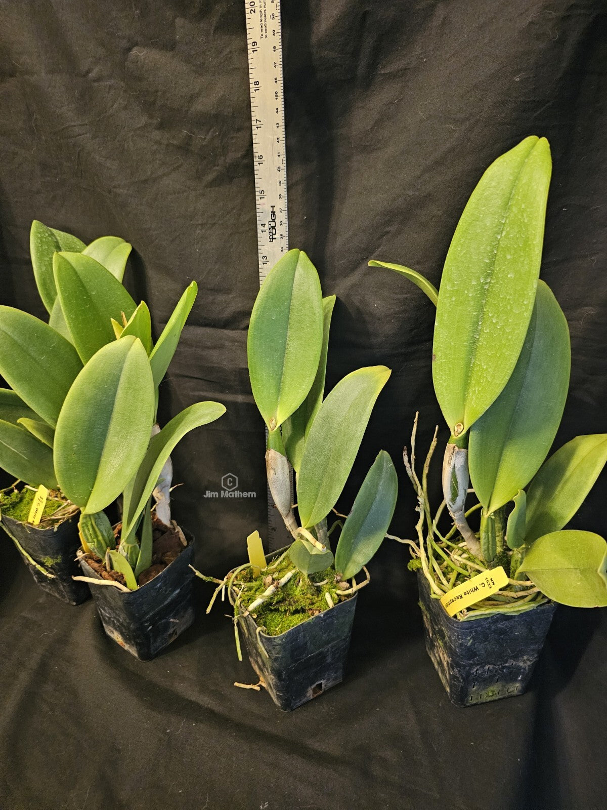 Rlc White Reception 'NN' Blooming Size Cattleya Orchid Clone Fragrant