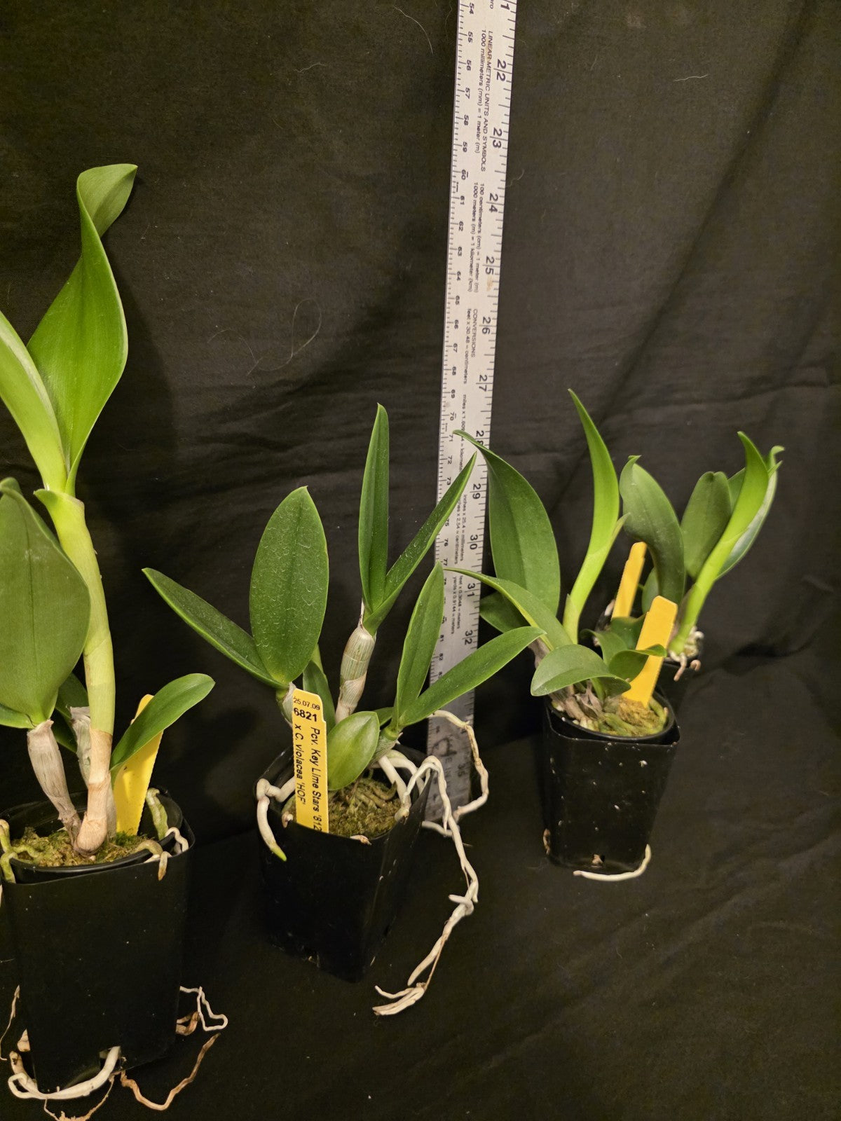 Pcv Key Lime Stars x Cattleya violacea. Blooming size brassavola orchid hybrid.