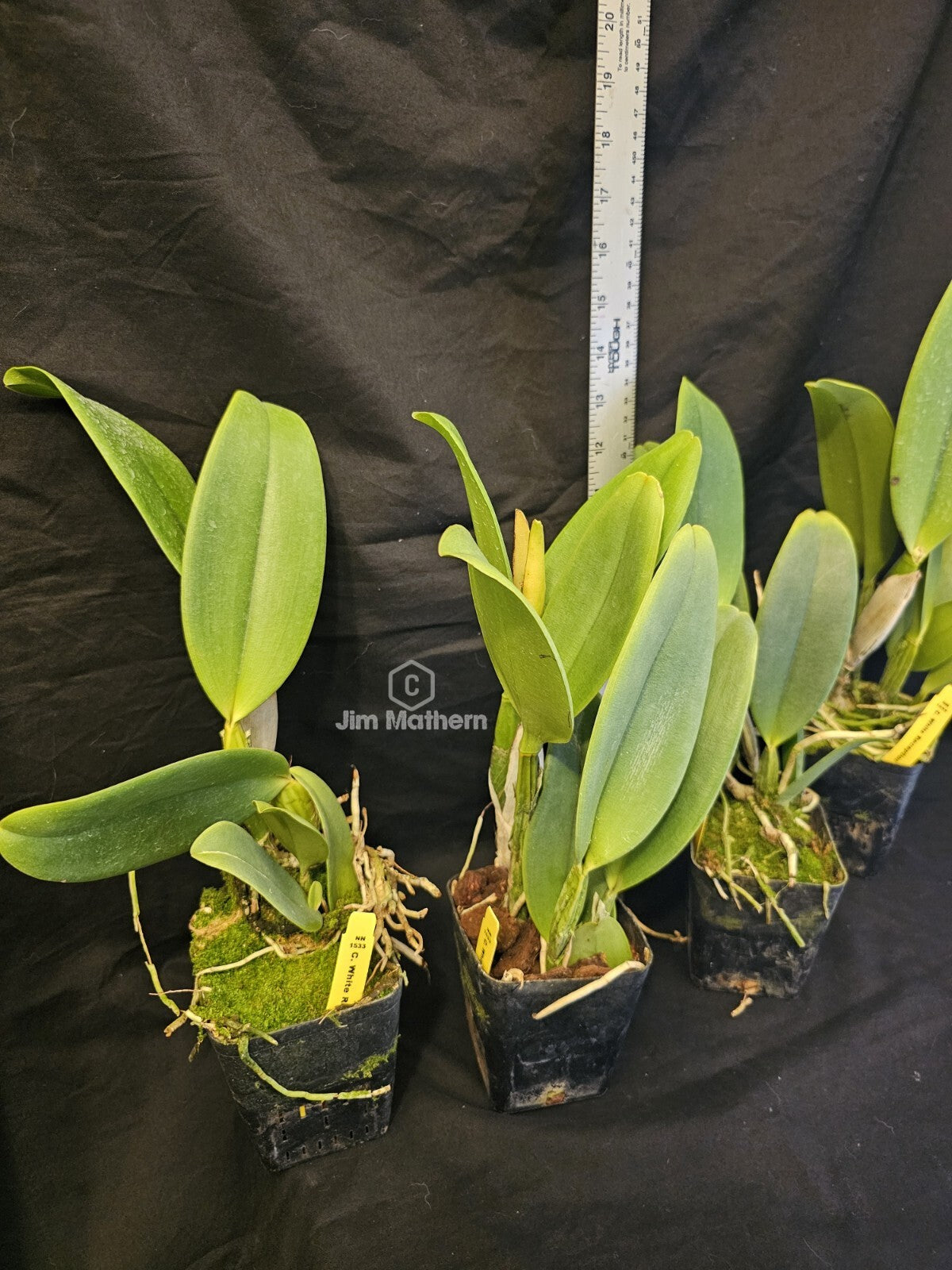 Rlc White Reception 'NN' Blooming Size Cattleya Orchid Clone Fragrant