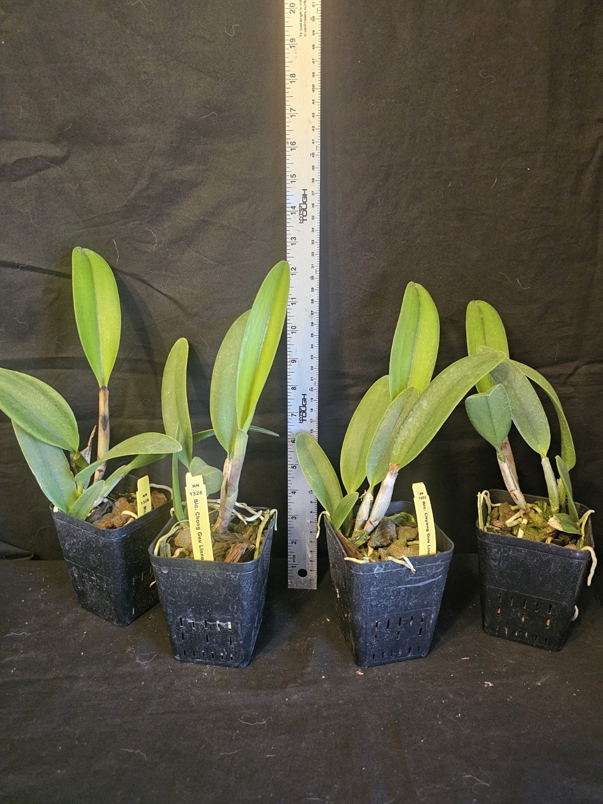 Rlc Chyong Guu Linnette 'Smile' Blooming size cattleya orchid hybrid....
