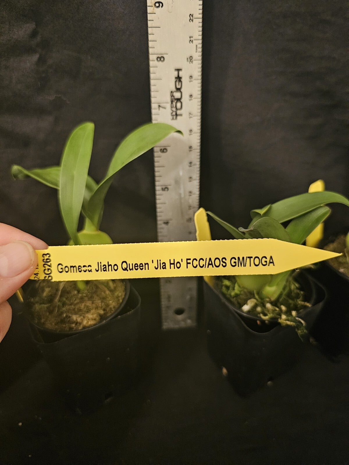 Gomesa Jiaho Queen 'Jia Ho' FCC/AOS. Blooming size miniature oncidium type...
