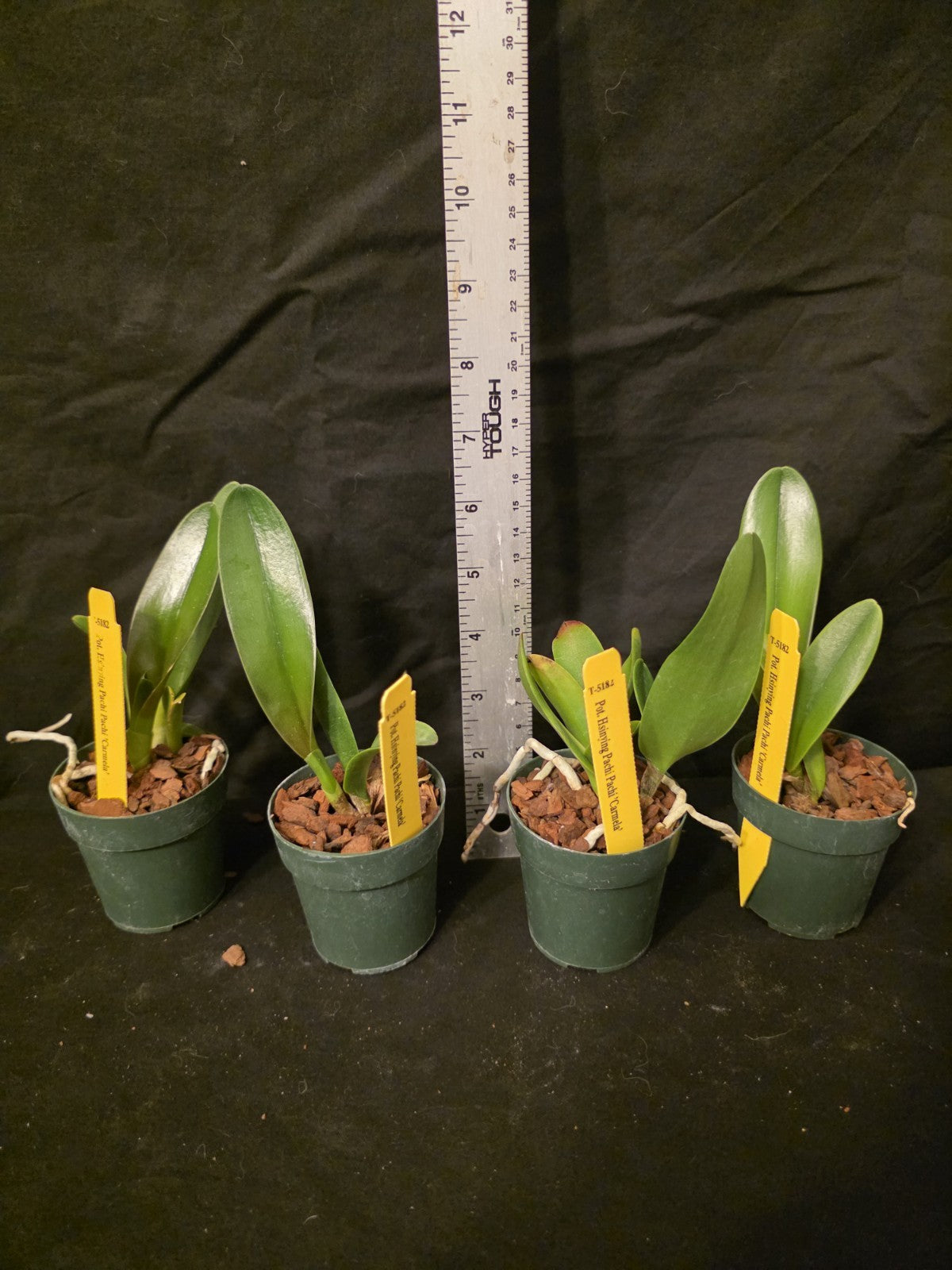 Rlc Hsinying Pachi Pachi 'Carmela' seedling size cattleya orchid clones.