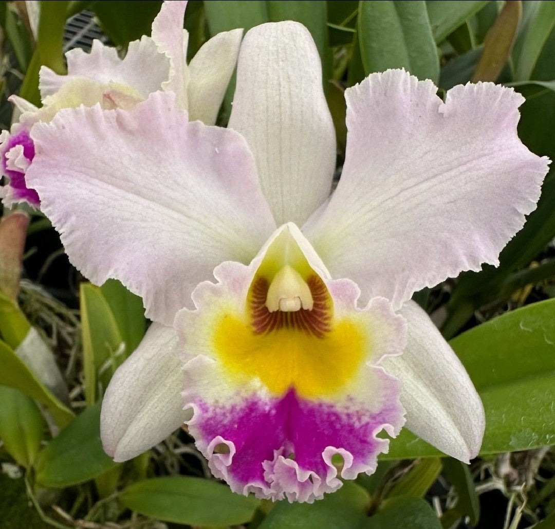 Rlc Chatty Cathy '#31' (Rlc Mahina Yahiro × Rth Hsinying Catherine)Near bloom sz