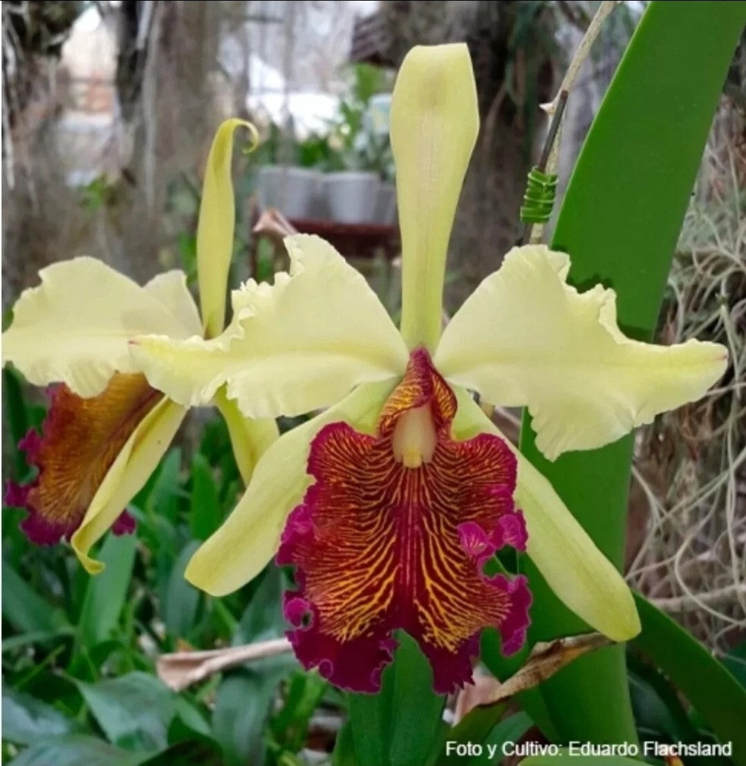 Cattleya dowiana Var Aurea 'Net Dream' LG Blooming Size Cattleya Orchid Species