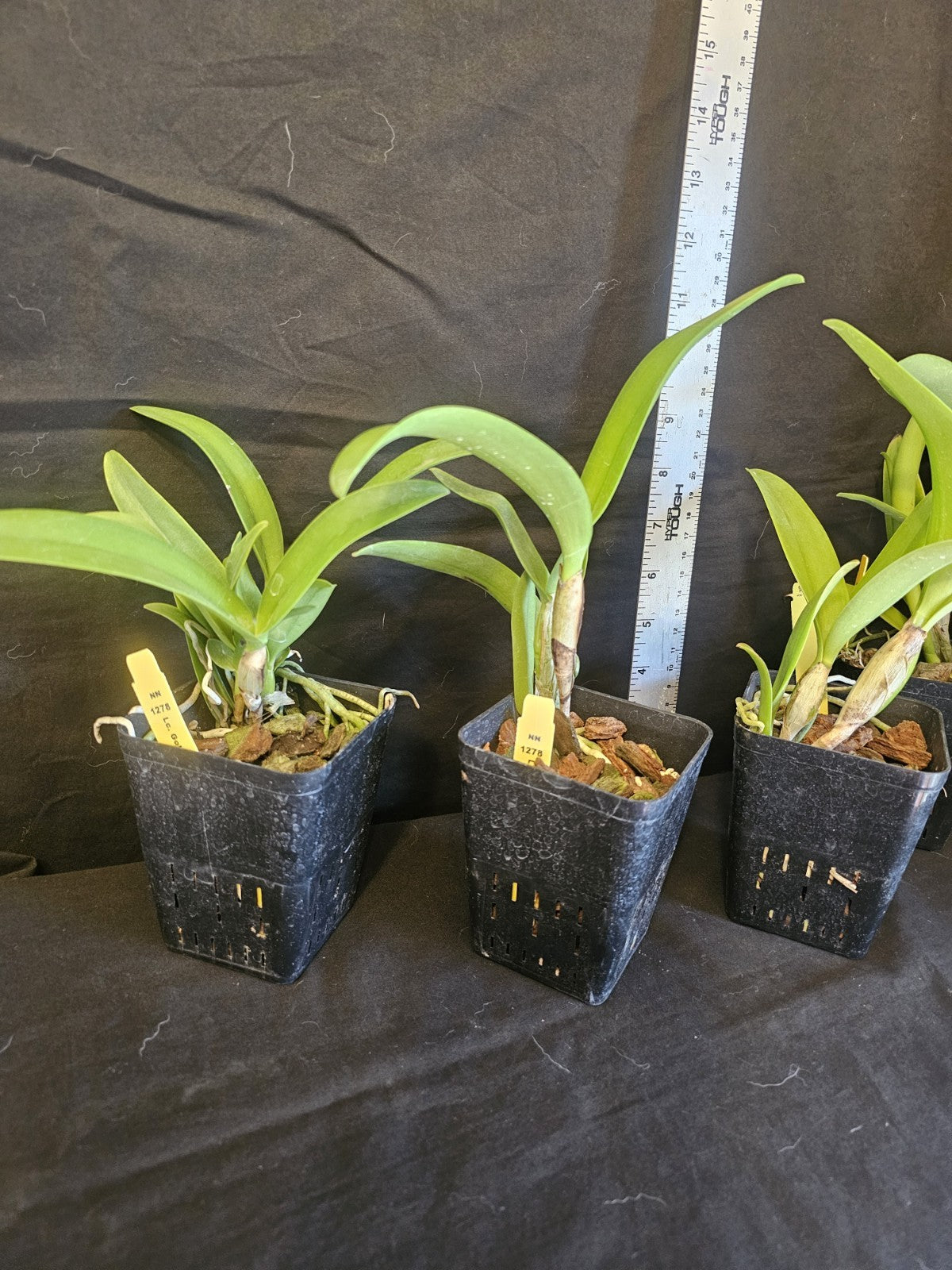 Lc Gold Digger 'Fuchs Mandarin' blooming size cattleya orchid clone. Prolific...