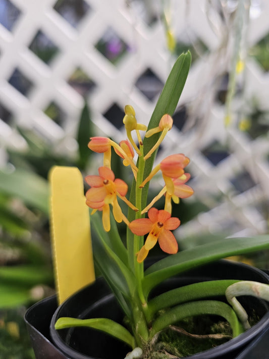 Vanda miniata blooming size orchid species. Beautiful bright orange blooms