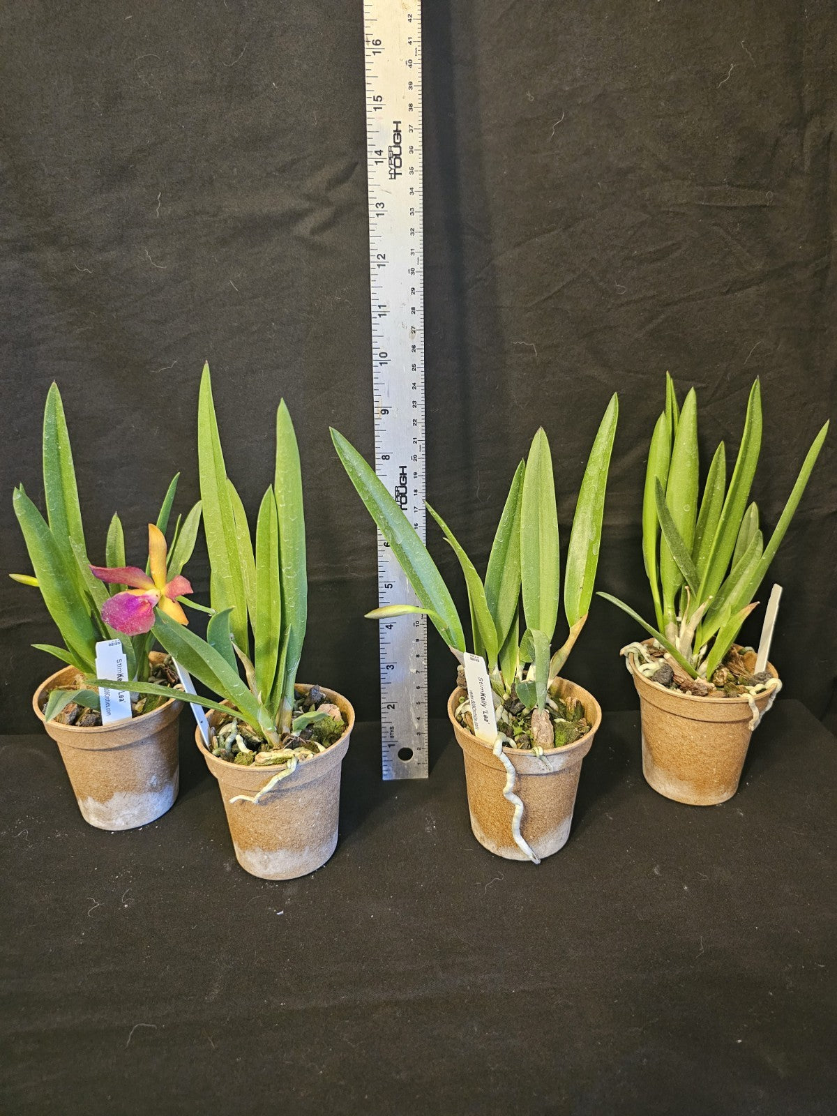 Stlma. Kelly 'Lea' blooming size brassavola orchid clone.