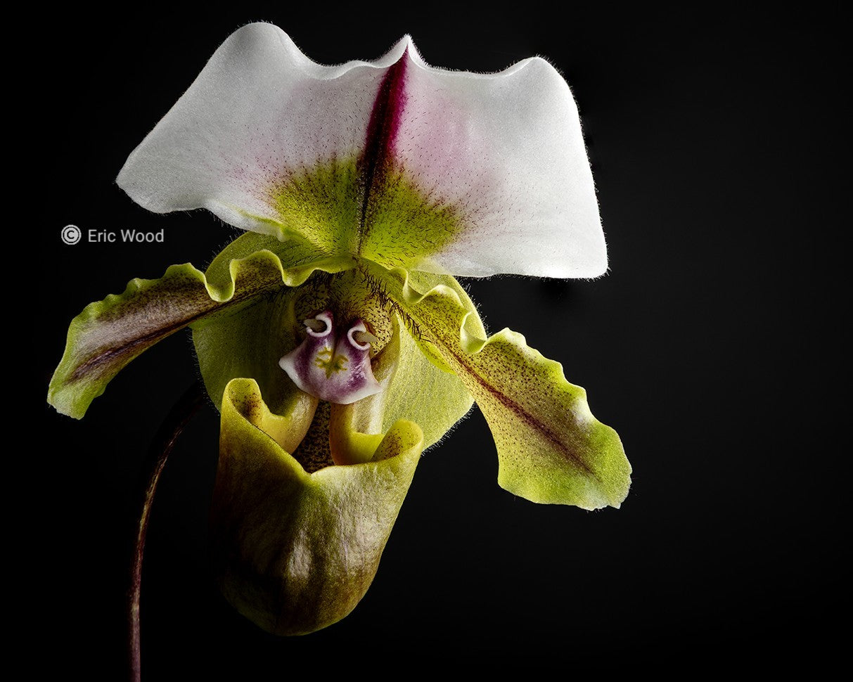 Paphiopedilum spicerianum. Beautiful blooming size orchid species.