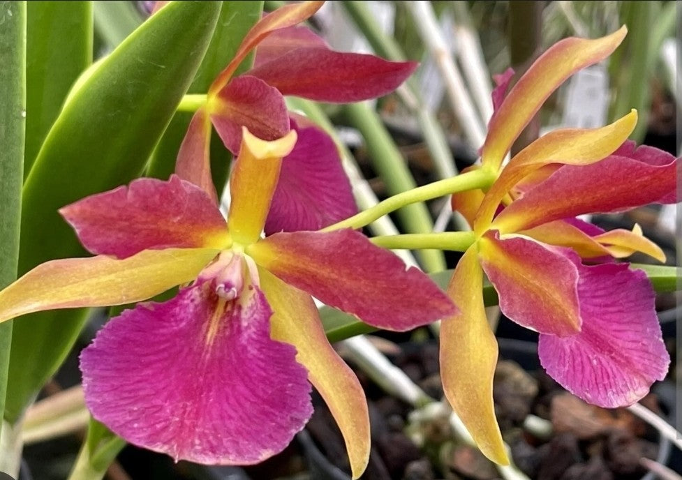Stlma. Kelly 'Lea' blooming size brassavola orchid clone.