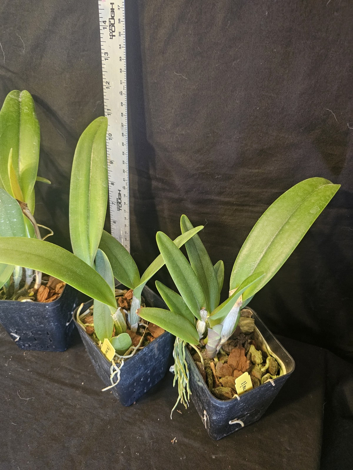 Rlc Hawaii Island Treat '#50' NEAR BLOOMING SIZE cattleya Clone