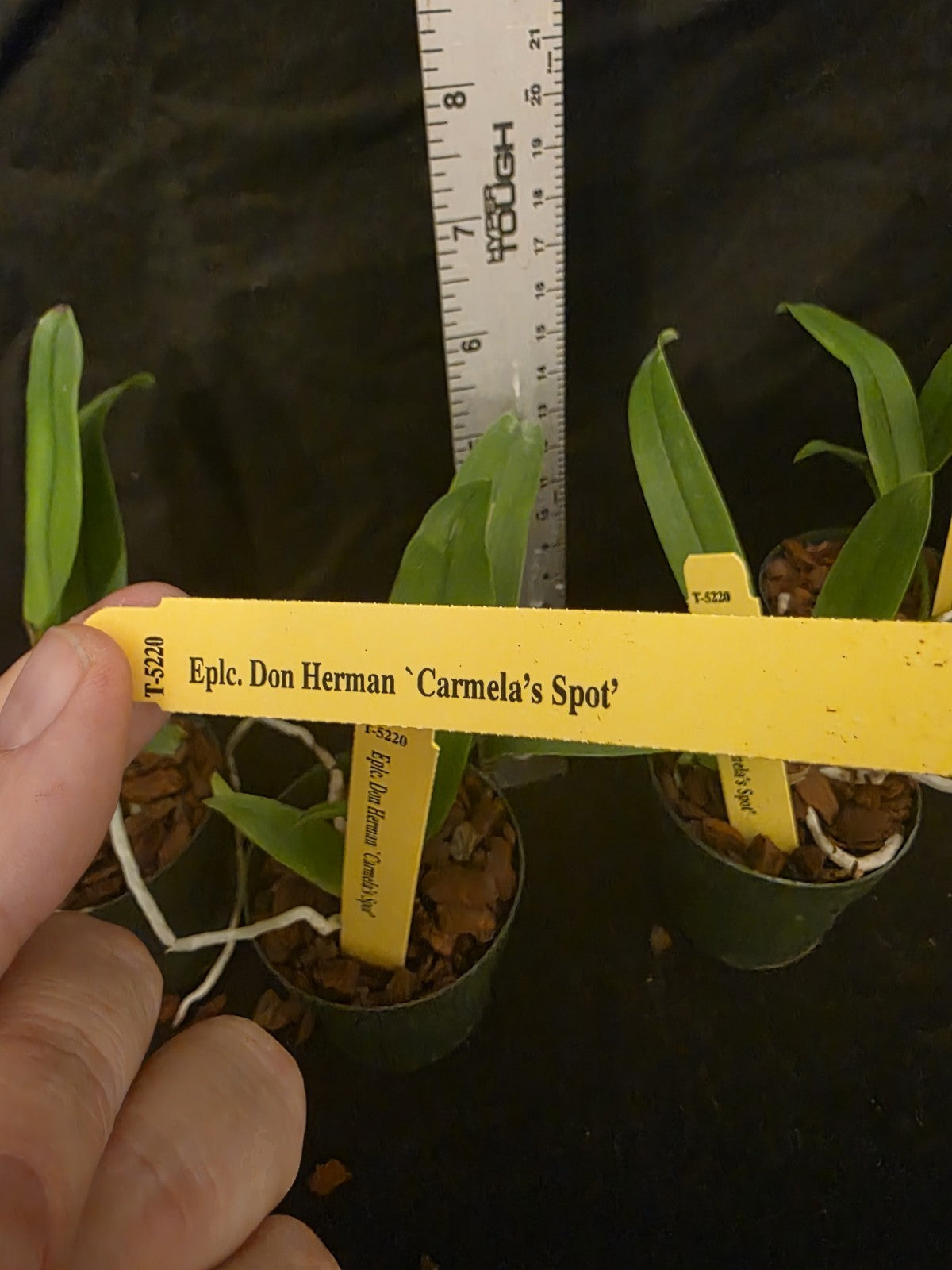 Eplc Don Herman 'Carmela Spots', seedling size Epicattleya orchid clone.